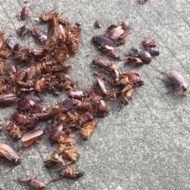 天氣變冷蟑螂都藏到哪去了呢？