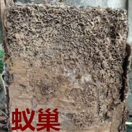 別墅墻體挖出超大白蟻巢！??！