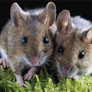 家里鬧老鼠怎么辦？