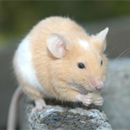 9大滅鼠奇招?。?！