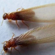 這兩天在珠海飛進家里的就是白蟻，請預防！